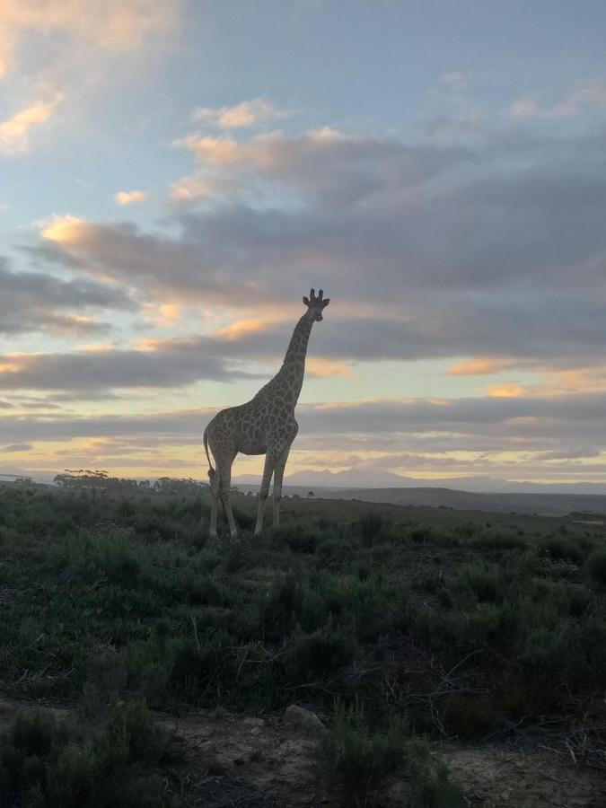 Fijnbosch Game Lodge Jeffreys Bay Zewnętrze zdjęcie